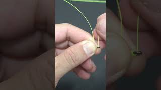 How to Tie a Two Hook Snell Rig for Beginners