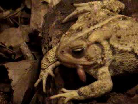 matty healy flapper the toad eats a worm on a log