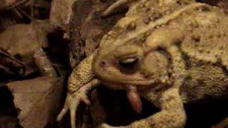 Flapper The Toad Eats A Worm On A Log