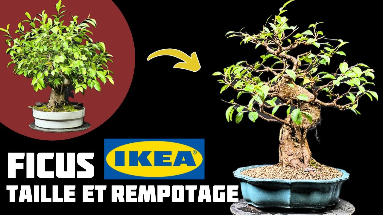 Je Taille et je Rempote mon Ficus Ikea 🌱 NEJIKAN BONSAI 🌱