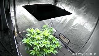 Time Lapse of Third Eye