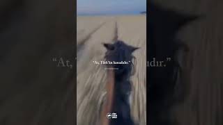 ASİL TÜRKLER #keşfet #world #amazing #animals#turkey #kırgızistan #turkey