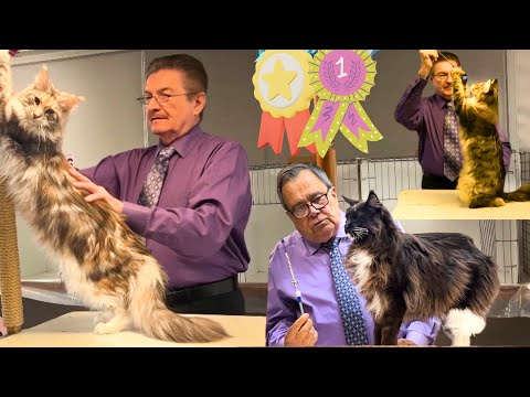Cat Judging Competition 2026 🐈Pedigreed Cats & Household Pets Roanoke, Virginia