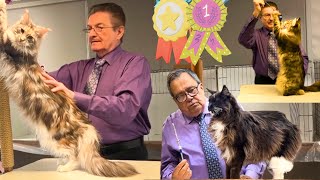 Cat Judging Competition 2026 🐈Pedigreed Cats & Household Pets Roanoke, Virginia