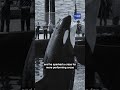 How did Seattle go from cheering on orca captures to fighting to protect them?