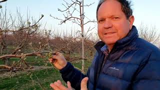 Stages of Apple Growth