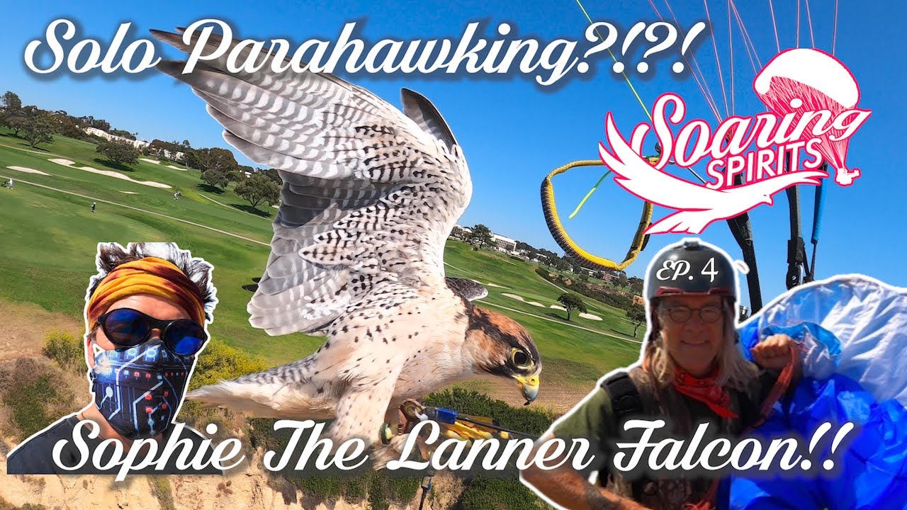 Meet Sophie the Goddess of the Lanner Falcons! Solo Parahawking!