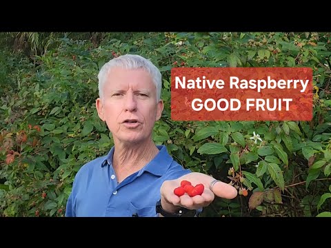 Growing and Eating Aussie Native Raspberry 