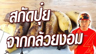 How to make bio-fermented juice from ripe bananas