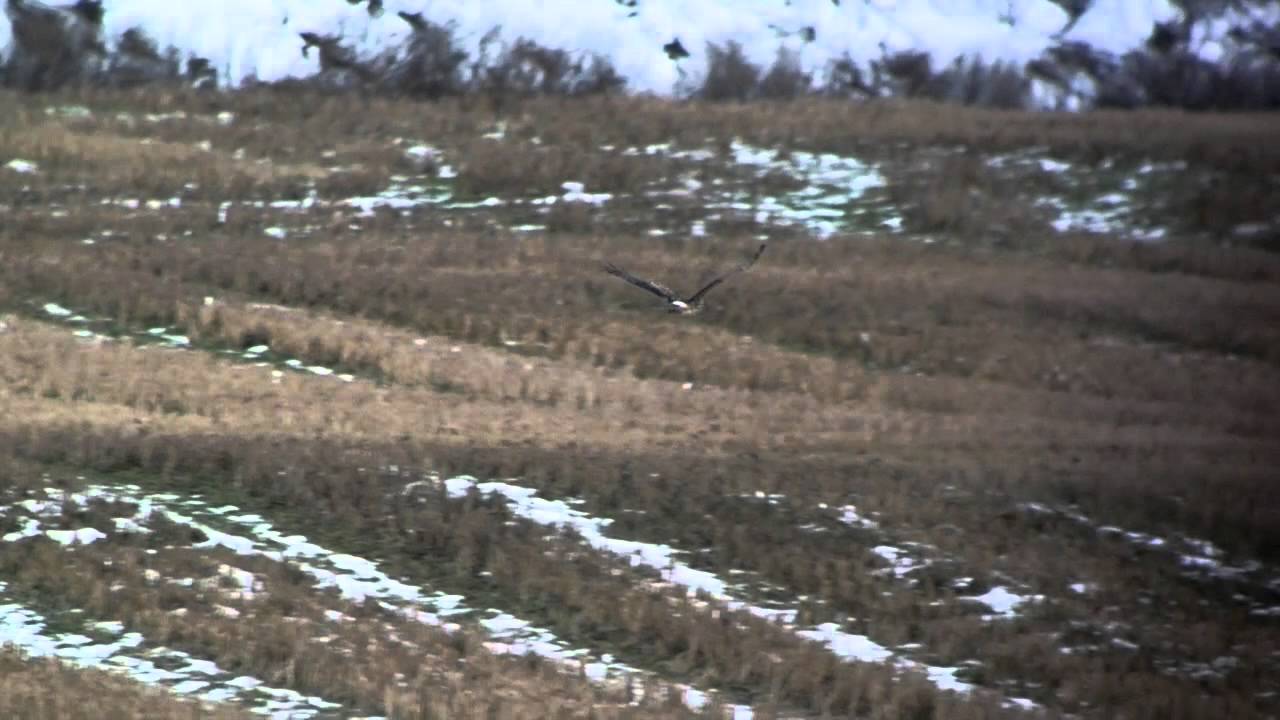 Vinterhämpling och blå kärrhök