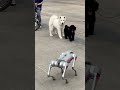 🐶What is this dog? It has no hair. #reaction #Samoyed #teddy