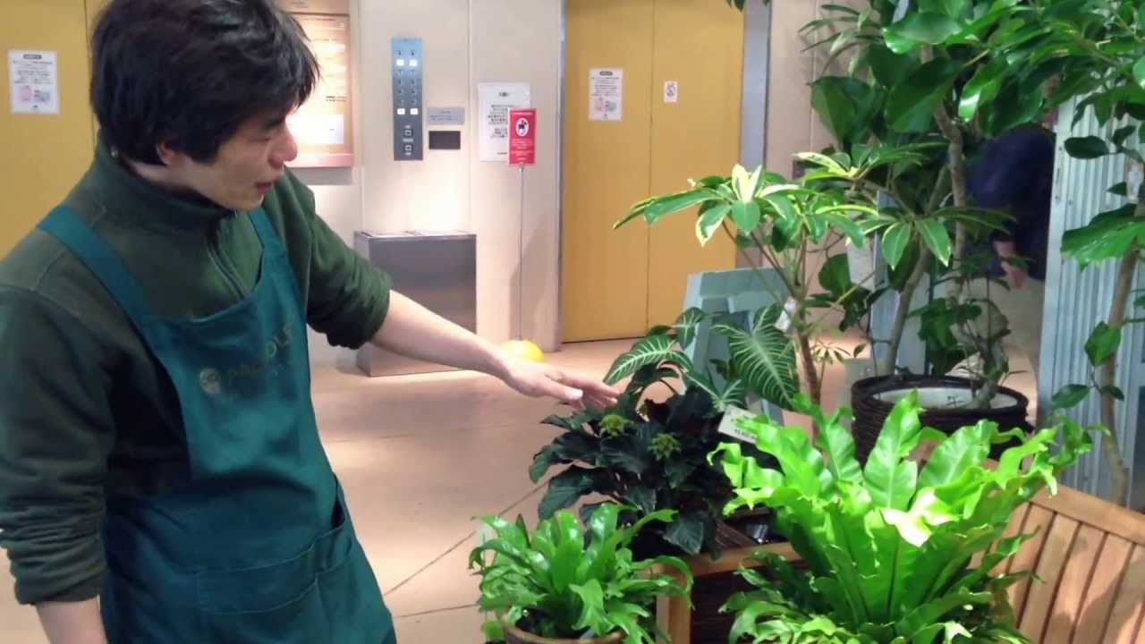 アスプレニウムの育て方 室内向き 人気観葉植物の特徴とその育て方をご紹介 暮らし の