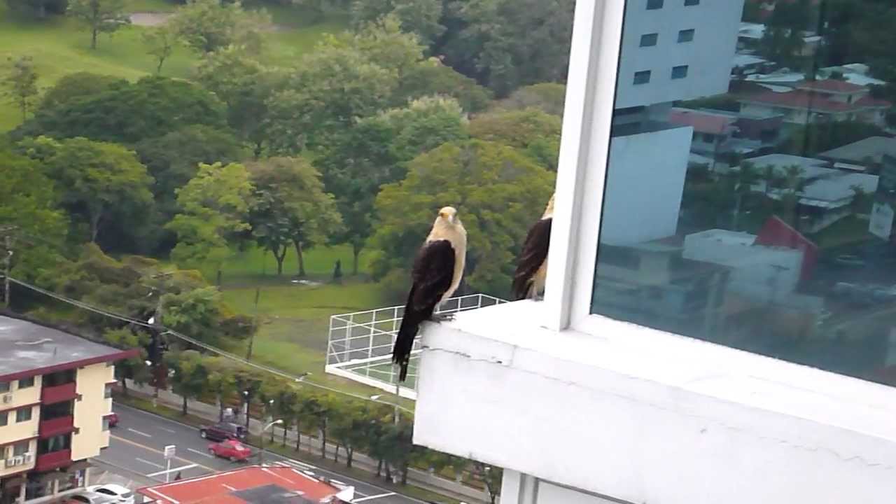 Yellow Headed Caracara Hawks in Panama 