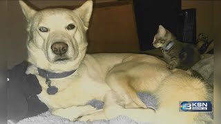Scammers take advantage of local missing pet owners