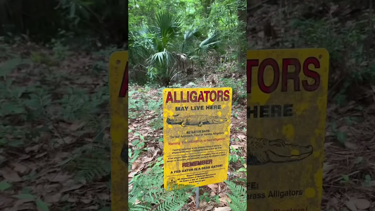 Must DO Activities When Visiting Hilton Head Island 🏝️ South Carolina