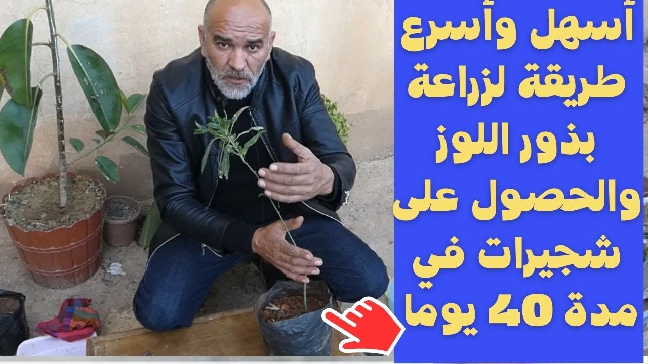 أسهل وأسرع طريقة لزراعة بذور اللوز والحصول على شجيرات في مدة 40 يوما /فنون زراعة البذور
