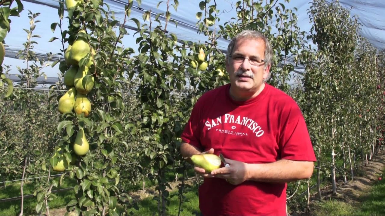 Über die Birne Novembra und die Geschichte der Birnen