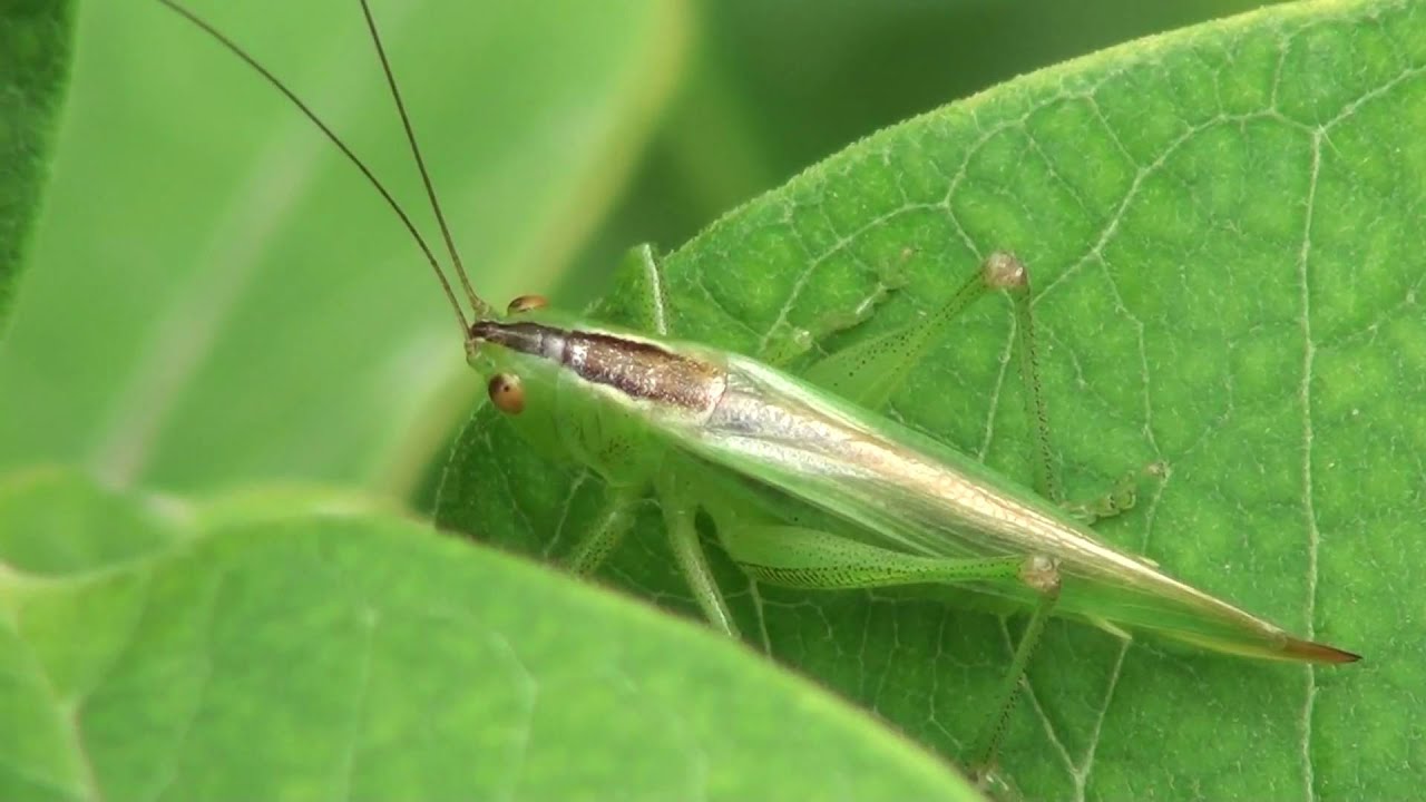 Greater Meadow Katydid (Tettigoniidae: Orchelimum gladiator) on Milkweed