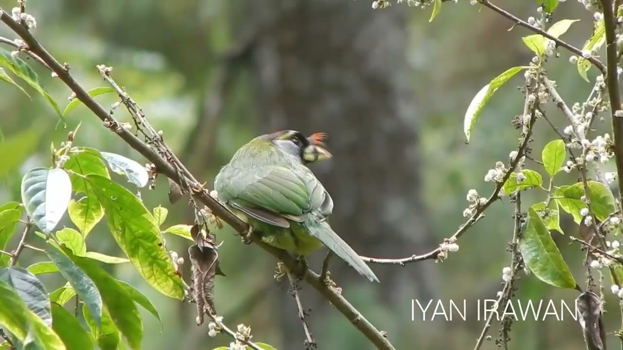 Burung Takur Api di Gunung Ciremai