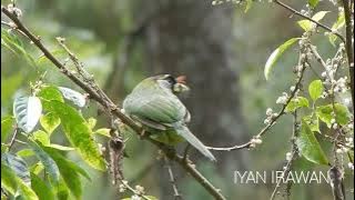 Burung Takur Api di Gunung Ciremai