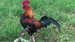 Two Roosters Nonstop Crowing Louds In The Early Morning