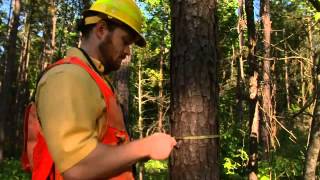 Selling Your Timber