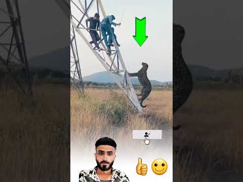 الفهد يهي ئ فخ ا لا يخطئ عيونه الصفراء تلمع بترق ب وأنفاسه تتسارع   اكسبلور