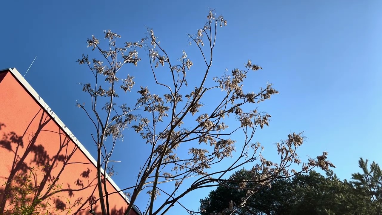 Götterbaum ein Problembaum