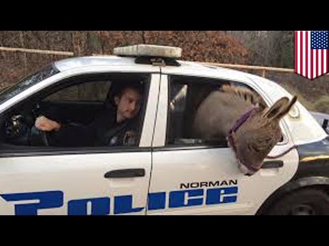 Un âne perdu monte dans la voiture d'un policier, qui le ramène chez lui