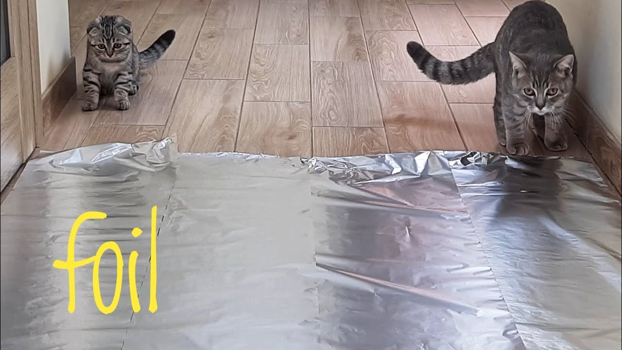 KITTENS vs FOIL Do Cats Walk on Foil? YouTube
