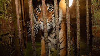 Animals Rescued From The Bloemfontein Zoo Pix