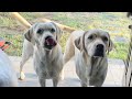 パパ、ゴン、サンの3人散歩🚶🐕🐕