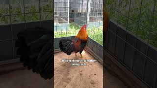 Anh em hay lót cát hoặc lót trấu cho gà #gachoi #chicken  #rooster #chiasekienthuc #shorts