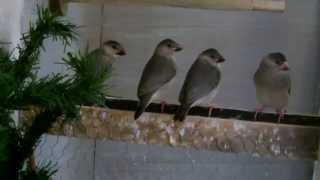 Famous Java Sparrow Flight Profile
