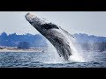 Whale jumps out of nowhere during sight seeing tour.
