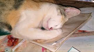 A deep sleeping well of the mother cat. by Joyful Cat 142 views 4 weeks ago 3 minutes, 20 seconds