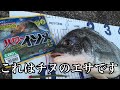 妻がパワーイソメでチヌを爆釣した日