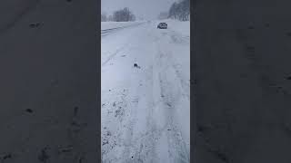 Дибылы