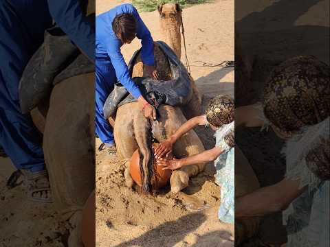 2 مشاهد غريبة ومدهشة امرأة خبيرة تعالج الجمال بأسلوب نادر وغير مسبوق في صحراء دھرم 