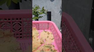 Download Lagu Kicimpring / opak singkong #kicimpring #opak MP3