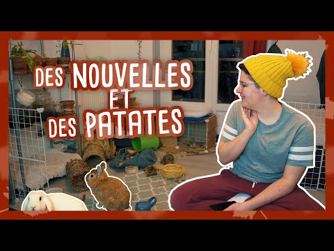 Lots and lots of announcements! (and a potato meet-up 🐰🐇)