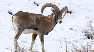 Ladakh Urial The Endangered Goat of Himalayas Biodiversity Conservation Roundgla