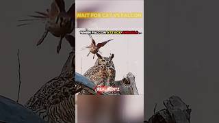 Nature reflex ✅💀 l Falcon vs cat #nature #reflexion #falcon #cat #shorts #viral