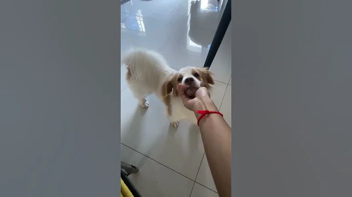 Full Video below👇  #feed #shorts #doglover #puppy #love #pets #cute #bestfeed #cutedog #doggo