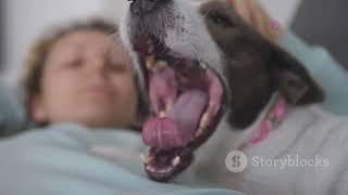 Celebrity Unleash the Fun Dog Facts That Will Amaze you Profile