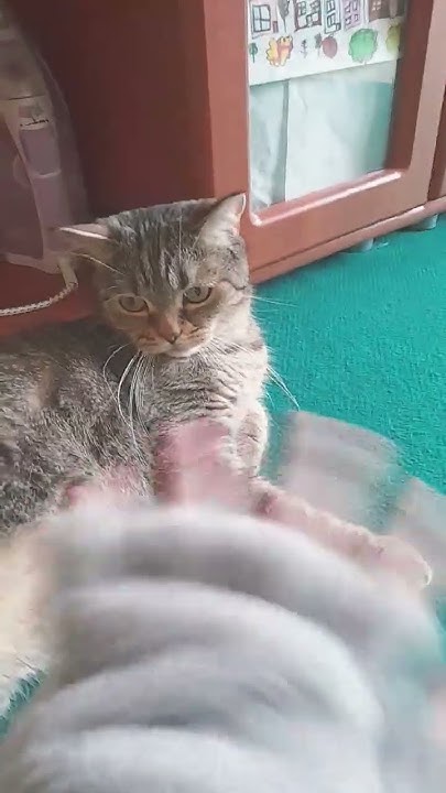 #квд#кошка#спорт#квадробика - YouTube