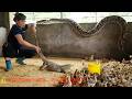 72 Hours of Trapping a Komodo Dragon – The Terrifying Discovery in the Chicken Farm
