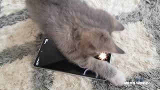 Laser Light App Cat Game!! Hours of fun screenshot 3