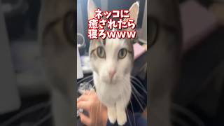 ネッコの動画で癒されたら寝ろｗｗｗ　#2ch  #動物  #猫 #癒やし #ねこ動画