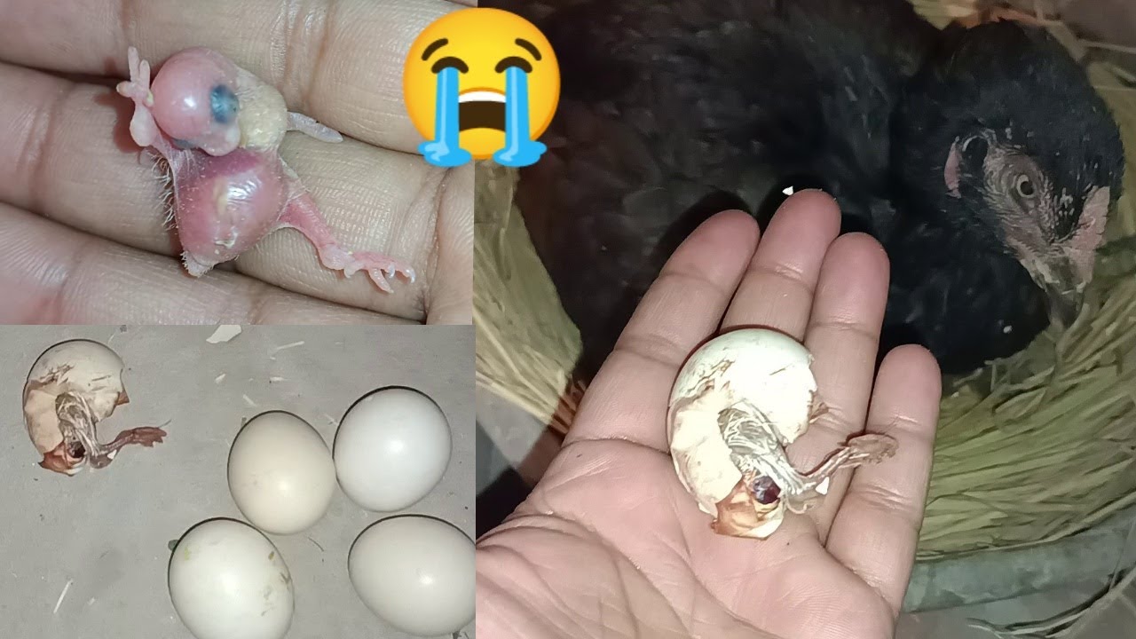 Murgi Na Apna Chozay Mar Diya 😭 – Murgi BAD Video – Eggs Harvesting - 3mbvlogs